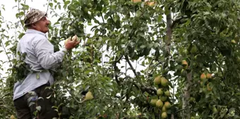 'Santa Maria' cinsi armuttaki verim ve fiyat üreticiyi memnun etti