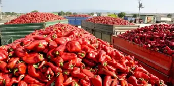 Kapya biberinde hasat başladı, çiftçi umutlu