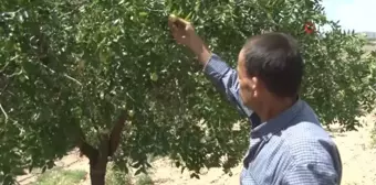 Geziden getirilip ekilen hünnap meyvesi mahallenin geçim kaynağı oldu