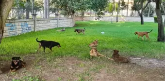 KÖPEKLERİN PARÇALADIĞI KEDİ 'LUKA'YA SALDIRI ANI KAMERADA