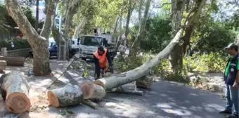 SARIYER'DE ÇINAR AĞACI YOLA DEVRİLDİ