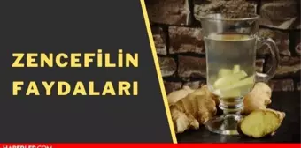 Zencefilin faydaları ve zararları nelerdir? Zencefil hangi yemeklerde kullanılır? Zencefil mideye dokunur mu? Zencefil nasıl bir bitkidir?