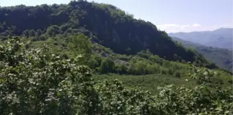 ORDU'DA TAŞ OCAĞI İÇİN 'ÇED GEREKLİ DEĞİL' KARARINA DURDURMA