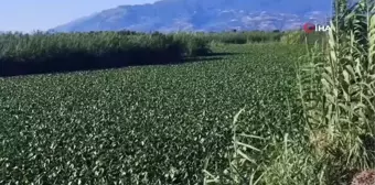 Hatay'da su sümbülleri asi nehrinde ilginç görüntüler oluşturdu