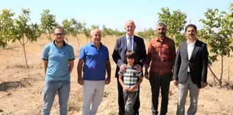 Tuşba Belediyesi'nin öncülük ettiği 'Model ceviz-badem' bahçelerinde ürün alınmaya başlandı