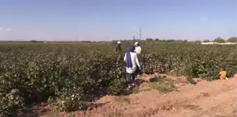 ŞANLIURFA - Ziraat mühendisleri sahaya indi, GAP'ta pamuk üretim maliyetleri azaldı