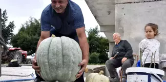 Görenler şaşırıp kalıyor! Bahçesinde 50 kiloluk bal kabağı yetiştirdi