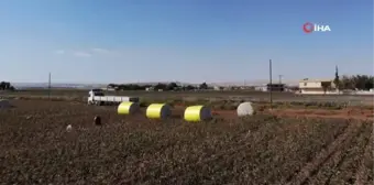 Harran Ovası'nda pamuk üreticisi altın yılını yaşıyor