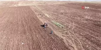 Onlarca kişi tarlaya akın etti, toprağın altından elleriyle tek tek çıkartıyorlar