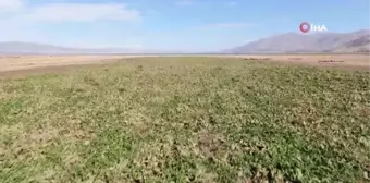 Kuraklık nedeni ile baraj gölünde sular çekildi, çiftçiler bölgeye şeker pancarı ekti