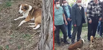 Son yolculuğuna uğurlanan kargo görevlisinin köpeği, sahibinin mezarının başından ayrılmadı