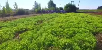 ŞANLIURFA - Tescilli yerli yer fıstığı 'Ayşehanım' GAP çiftçisine alternatif ürün olacak