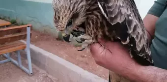 Şanlıurfa'da yaralı bulunan kara çaylak tedavi altına alındı