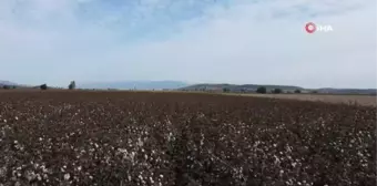 Kuraklık ve sıcaklar nedeniyle verimin düştüğü pamukta hasat zamanı