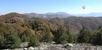 Renk cümbüşüyle mest eden bürünen Dumanlı Yaylası, doğaseverlerin vazgeçilmezi oldu