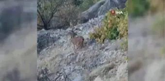 Tunceli'de dağ keçileri böyle görüntülendi