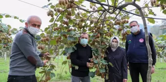 Ordu'da kivi hasadına başlandı