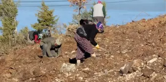 1900'LERDE DEMİR YOLU YAPIMI İÇİN KESİLEN ARDIÇ AĞAÇLARI, YENİDEN HAYAT BULACAK