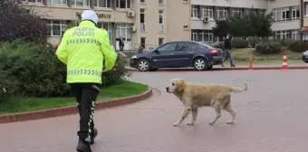 Trafik polisinin sadık arkadaşı 'Köpük'