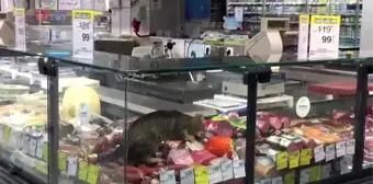 CarrefourSA'da şok eden görüntü: Reyona giren kedi kavurmayı yedi