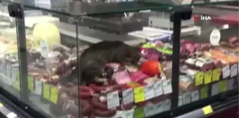 CarrefourSA'da şok eden görüntü: Reyona giren kedi kavurmayı yedi