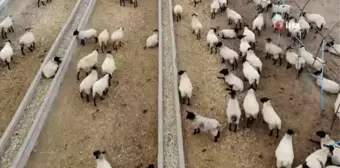 İngiliz koyunları Nevşehir'de