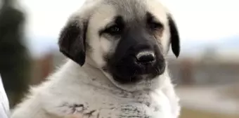 Kangal İlçesindeki Kangal Köpeği Yetiştirme Çiftliği Hizmete Açıldı