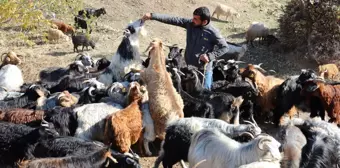 Nesli tükenme tehlikesi altındaki tiftik keçisi destekle korunuyor