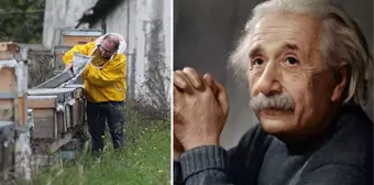 Einstein, 'Arılar yok olursa insanlığın 4 yıl ömrü kalmıştır' demişti! İstanbul'dan ürküten haber