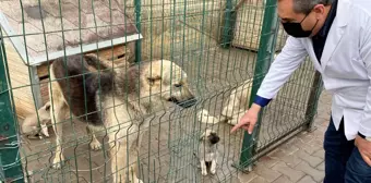 Yaralı köpek tedavi edildi