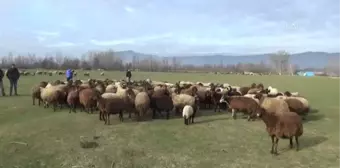 Türkiye'ye örnek olan projede dağıtılan koyun sayısı 80 bine ulaştı