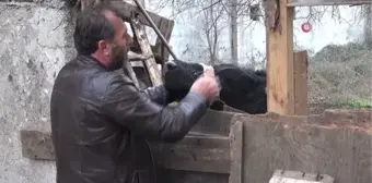 Yılbaşı gecesi çıktığı balkonda mahsur kalan tosun, yine aynı yerde mahsur kaldı