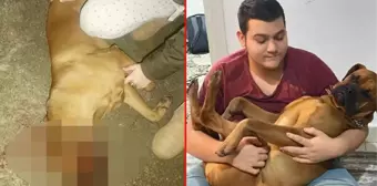 Otizmli gencin köpeği silahla öldürüldü, mahalle karıştı