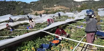 Antalya'da seraları bu defa poyraz fırtınası vurdu