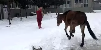 Ayağı kırılan katıra vatandaşlar sahip çıktı