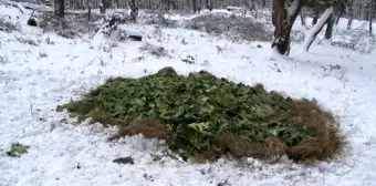 Ocak ayı içerisinde yaban hayvanları için doğaya 15 ton yem bırakıldı