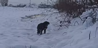 Donmak üzere olan köpek yavrusu belediye ekiplerince kurtarıldı