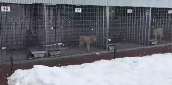 Doğaya terk edilen 10 köpekten 4'ü telef oldu