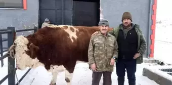 2 yılda bin 250 kiloya ulaştı