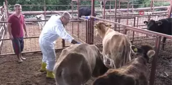 Konyaaltı Belediyesi, hayvancılıktaki uygulamalarıyla Türkiye'ye örnek oldu