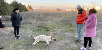 Son dakika haber... 'Lassi' barınak dönüşü ölünce görevlilerden şikayetçi oldular