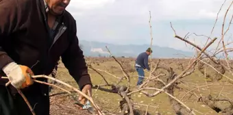 Antep karası üzümünde budama mesaisi başladı