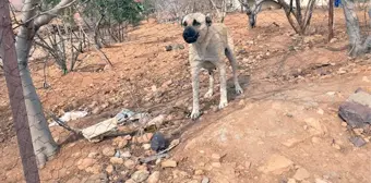 Mardin'de 4'ü çocuk 7 kişiyi ısıran sokak köpeği kuduz çıktı! Mahalle karantinaya alındı