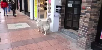 Eskişehir'in sevimli, tembel ve tombul köpekleri