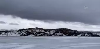 Buzla kaplı Çıldır Gölü'nün martılarını balıkçılar ekmekle besliyor