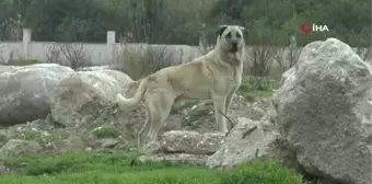 Tedavisi süren 9 yaşındaki Mahra'dan ilk kare