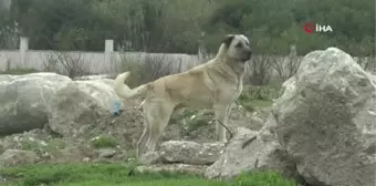 Tedavisi süren 9 yaşındaki Mahra'dan ilk kare