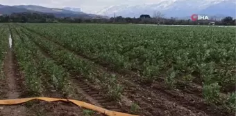 Baklanın hasadı soğuk hava nedeniyle gecikti