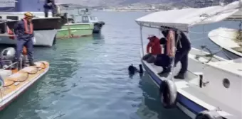 Yaralı bulunan deniz kaplumbağası tedaviye alındı