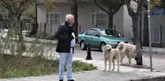 Mahra'nın ölümüne sebep olan köpekler mahallede korku salmaya devam ediyor